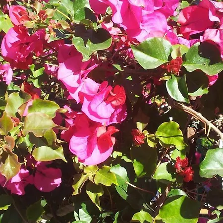 El Tio Mateo * Marbellac